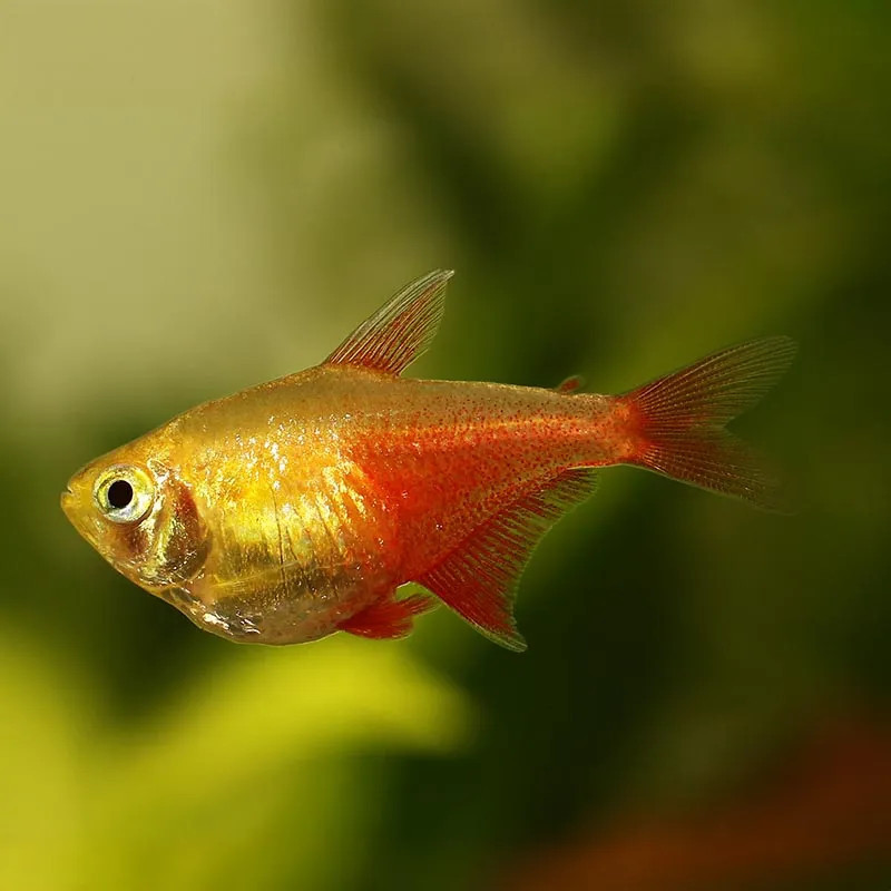 Flame Tetra