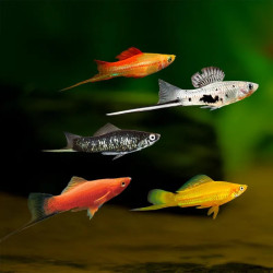 Assorted Swordtail