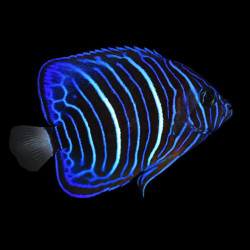 Blue Ring Angelfish - Large Juvenile
