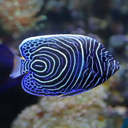 Emperor Angelfish - Large Juvenile