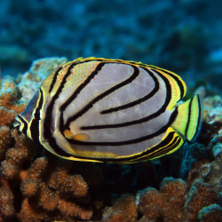 Meyrai Butterflyfish