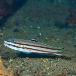 Valencia / Railway Goby