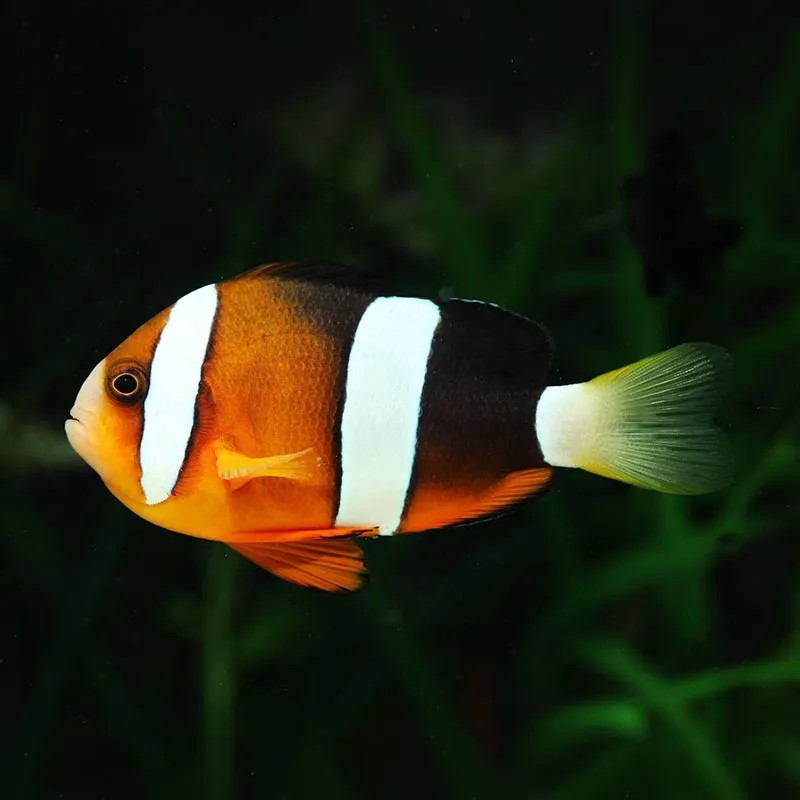 Clarkii Clownfish - L