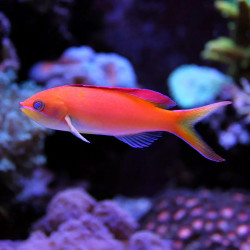 Anthias Dispar Fairy Basslet