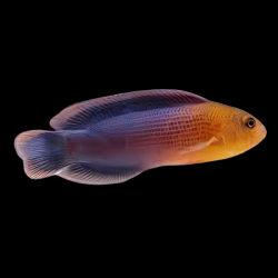 Dilectis Dottyback