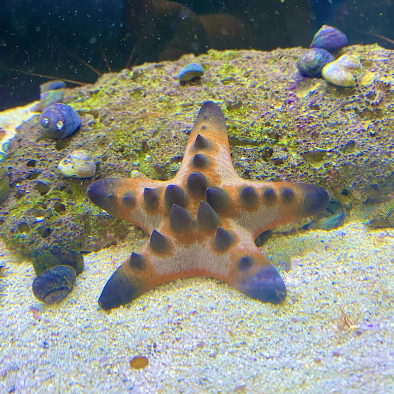 Chocolate Chip Starfish - Medium