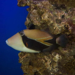 Rectangular Triggerfish - Medium