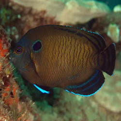 Blue Fin Angelfish