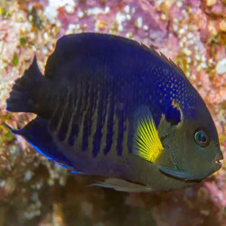 Yellow Fin Angelfish
