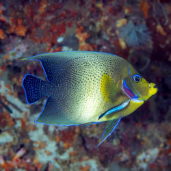 Koran Angelfish - Large Adult