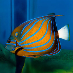 Blue Ring Angelfish - Small Adult