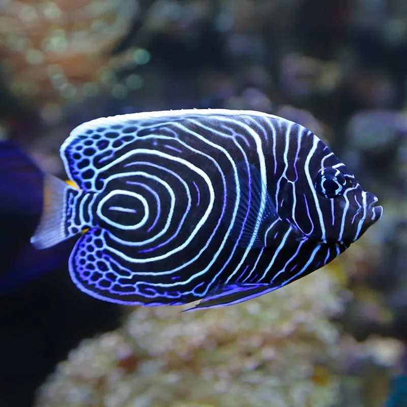Emperor Angelfish - Medium Juvenile