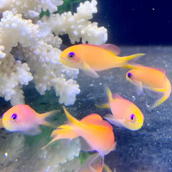 Dispar Anthias - Female
