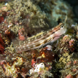 Linear Blenny