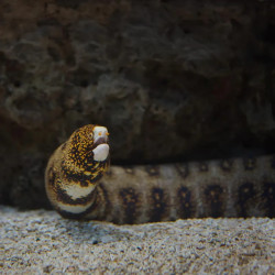 Snowflake Eel