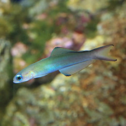 Blue Gudgeon Dartfish