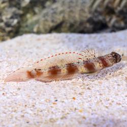 Wide-Barred Shrimp Goby
