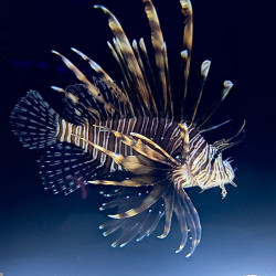 Black Volitan Lionfish