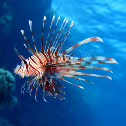 Miles Lionfish