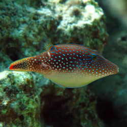 Pearl Toby Pufferfish