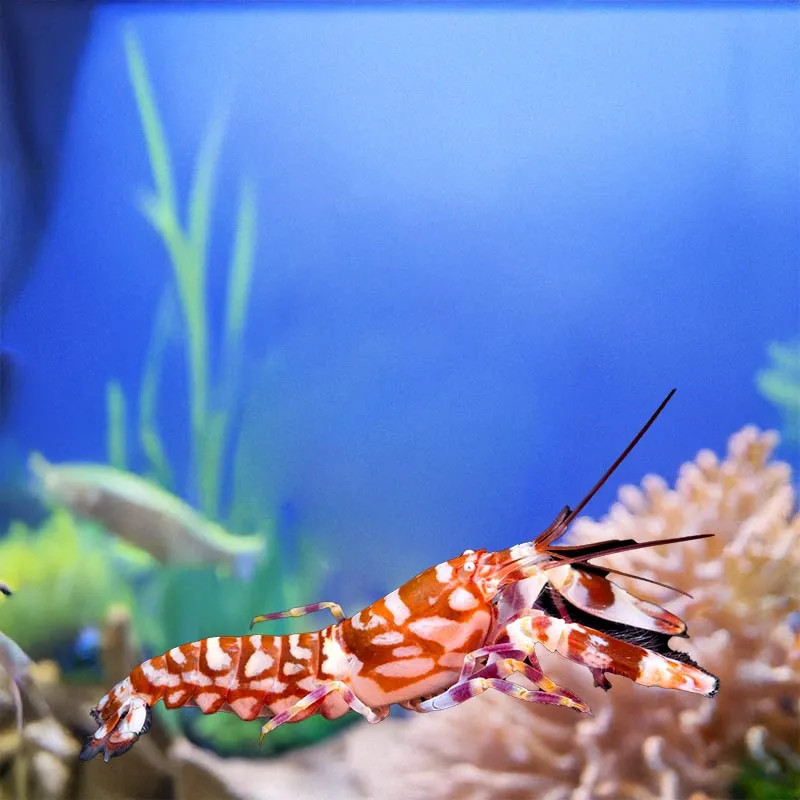 Tiger Pistol Shrimp