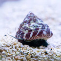 Banded Trochus Snail