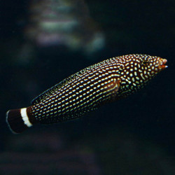 Deep Sea Wrassemarble Wrasse
