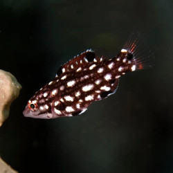 Polkadot Wrasse - Juvenile