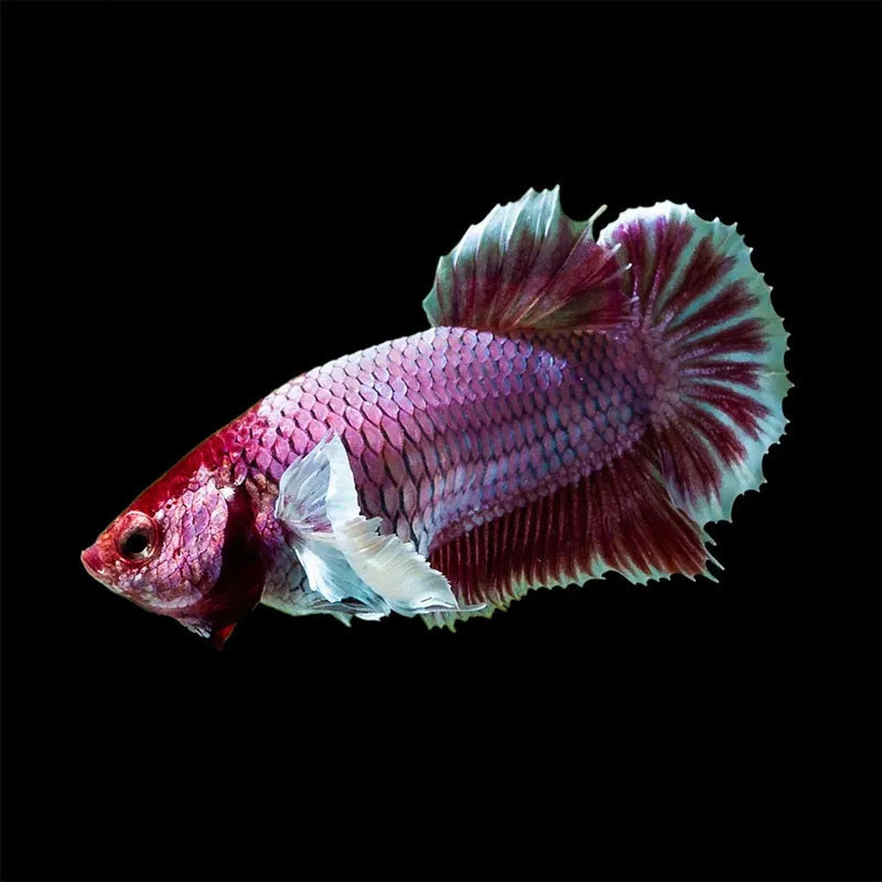 HMPK Elephant Ear Betta - B Grade