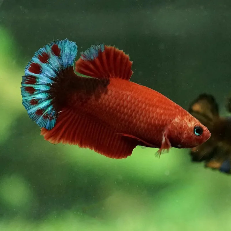 Hellboy Betta - Female