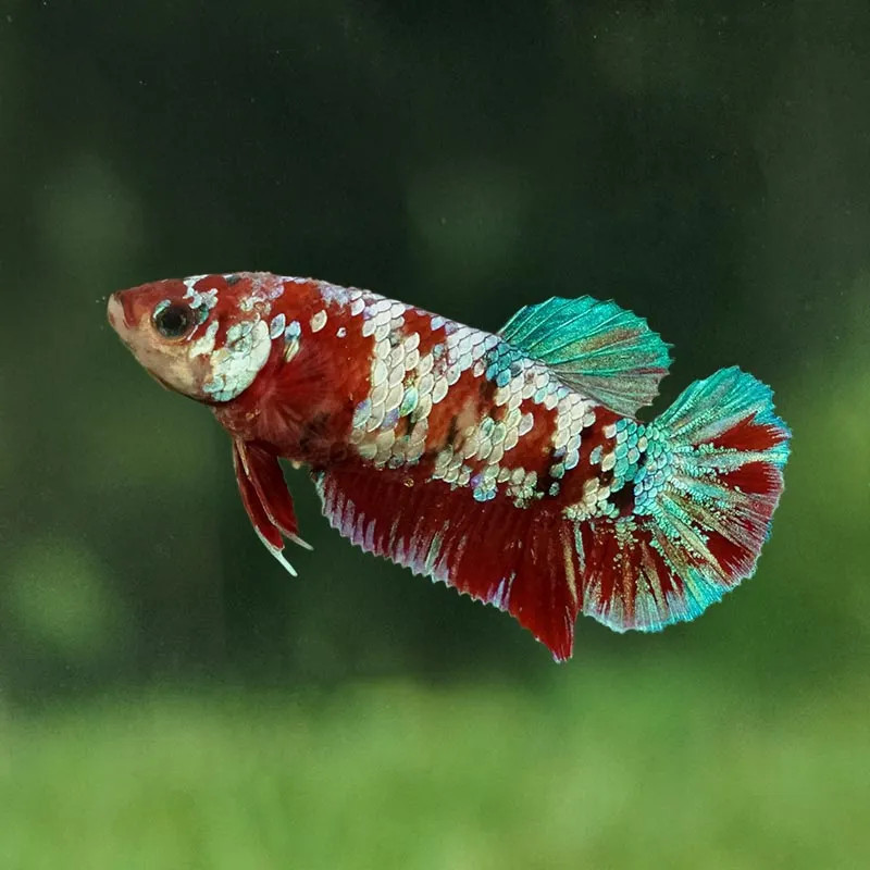 Koi Betta - Female