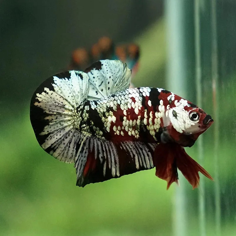 Copper Koi Betta - Female