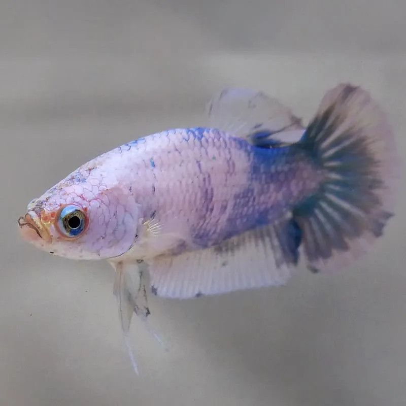 Blue Marble Betta - Female