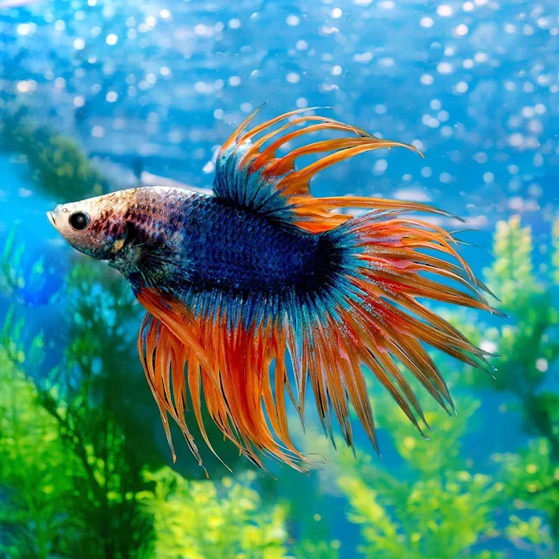 Crowntail Betta