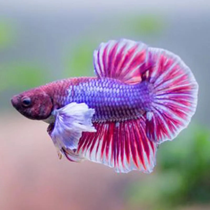 Halfmoon Plakat Elephant Ear Betta - Grade A