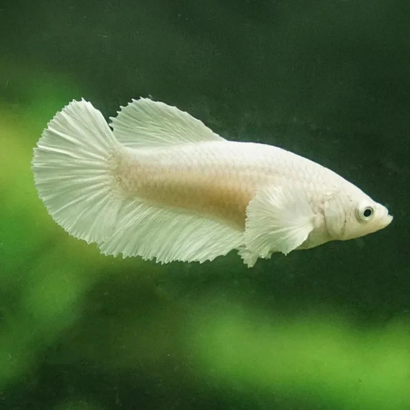 Super Elephant Ear Betta - Female