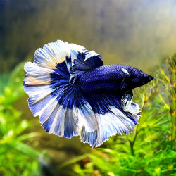 Butterfly Halfmoon Betta