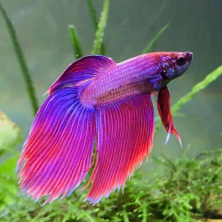 Pink & Blue Veiltail Betta - Male