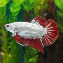 Red Dragon Halfmoon Plakat Betta - Male