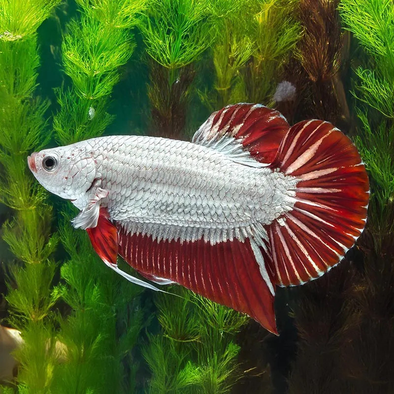 Red Dragon Halfmoon Plakat Betta