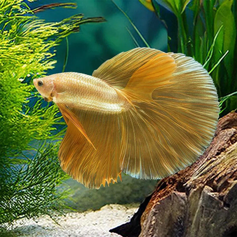 Halfmoon Gold Betta