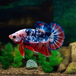 Stars & Stripes Betta - Male