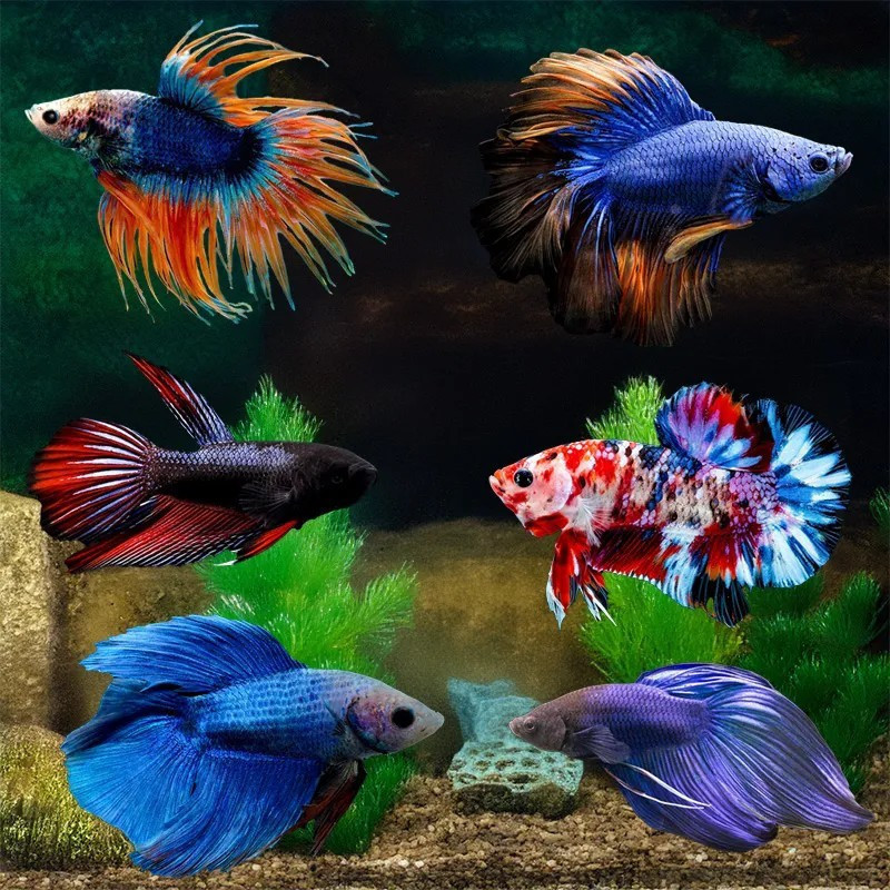 Assorted Bettas