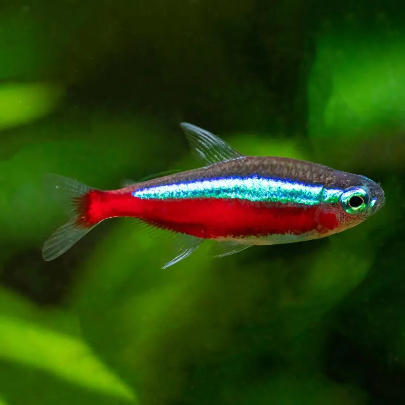 Cardinal Tetra