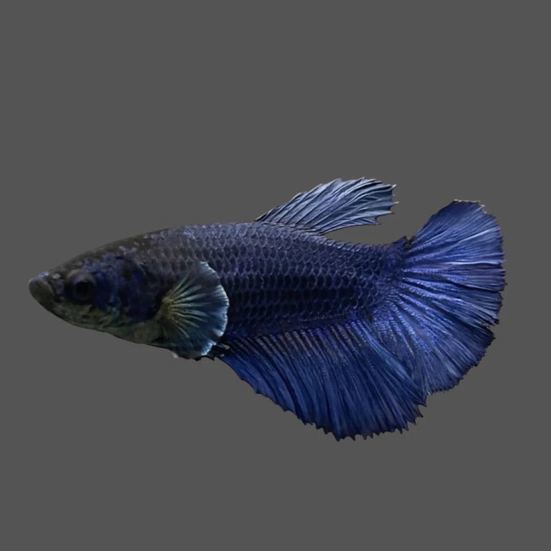 Twin Tail Halfmoon Betta - Female