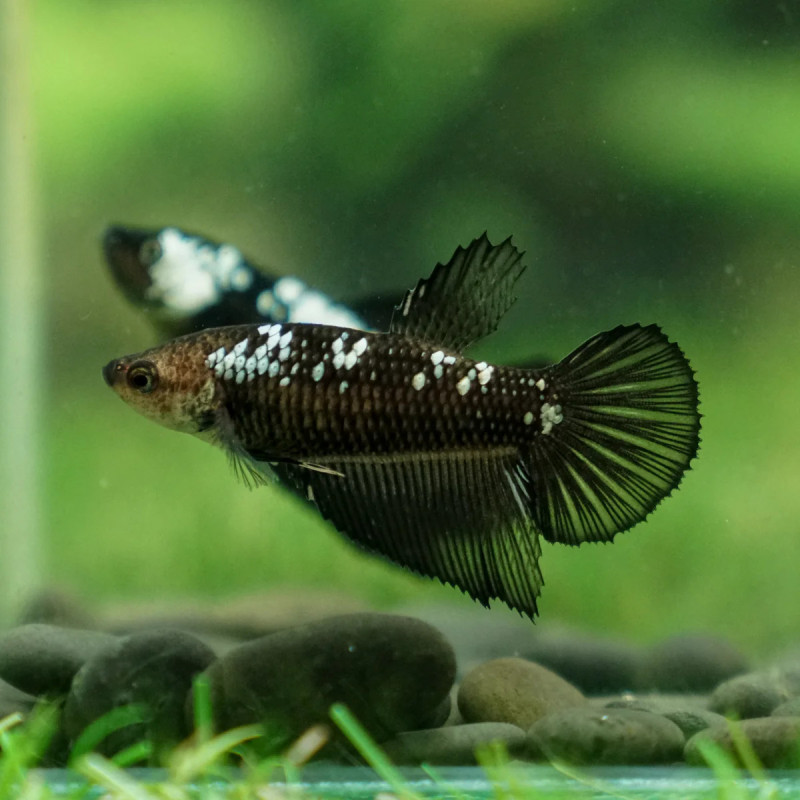 Crowntail Black And White Betta