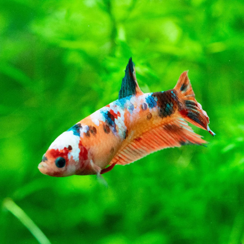 Nemo Koi Betta - Female