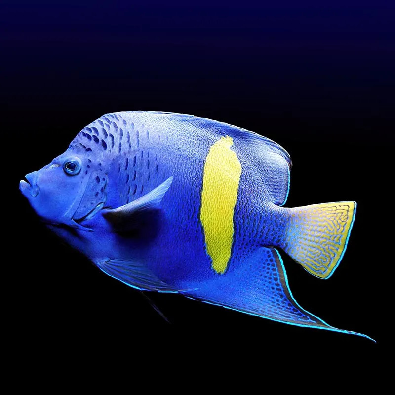 Maculosus Angelfish - Adult, Small