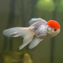 Red Cap Oranda Goldfish