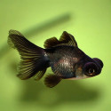 Black Butterfly Goldfish